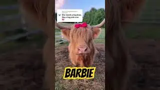 Barbie cow with a big pink bow! #cute #barbie #cow #highland