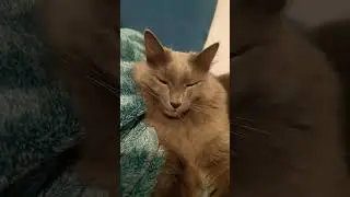 Первый кого я вижу  каждое утро, когда просыпаюсь 😻                