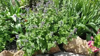 КОТОВНИК МУССИНИ