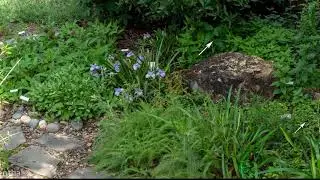 Fleming Avenue Garden March 2020
