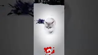 Conquering the icy wilderness 🔥❄️⁠ #catfunny #cat