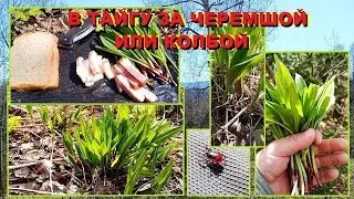 ЗА ЧЕРЕМШОЙ