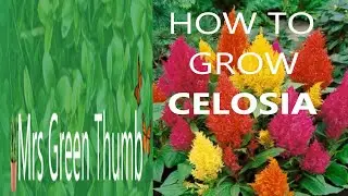 How to grow Celosia - Step by step