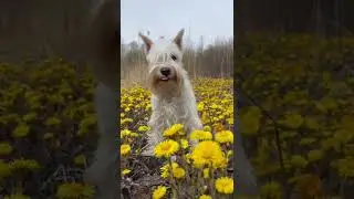 Good morning🤍🐾