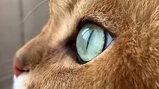 ФАКТЫ О КОШКАХ! #золотаяшиншилла
