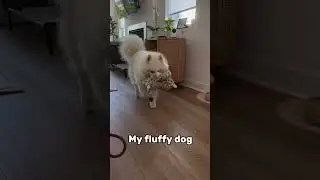 Making my way back home... to my fluffy dog