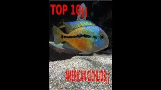 👍💓🐟🐠TOP 10 NON¡¡ MONSTER AMERICAN CICHLIDS👍💓🐟🐠