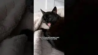 Life with cats be like: 🙄🤣 #funnyvideos #funnycats #cats #funny #shorts #catmemes #comedy #joke