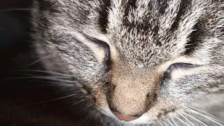 Leha ﻤﻌﺎﻜﻰ в прямом эфире