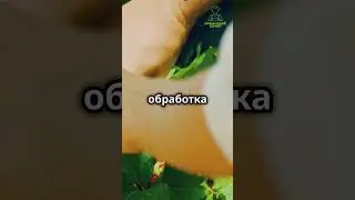 Обработка клубники в августе  #клубника нашатырныйспирт  #подкормка  #средство #удобрение