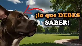 🐶 10 Datos Fascinantes sobre los Pitbull que Te Sorprenderán 😲