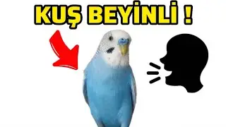 KUŞ BEYİNLİ DEYİMİ NE KADAR DOĞRU ? #kuşbeyinli #muhabbetkuşu #deyim