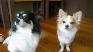 仲良しチワワのベンちゃん＆まいちゃん★