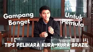 CARA MEMELIHARA KURA-KURA BRAZIL | TIPS KECIL KECILAN #2
