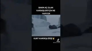 ac kurt arkadaşı için canını hiçe saydi