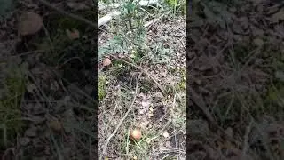 подножный корм
