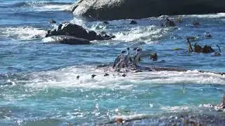 Boulders Penguin Colony playing in waves