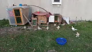 YENİ ÇİFT TEPE SABUNİLER! 1 TAKIM