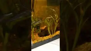 I Bought New Food For My Fish