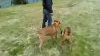 urko bao et zhomme avec baton.3gp