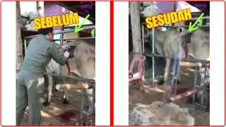 Sapi Glonggongan Keluar Air Saat Dilubangi || Hati-hati saat membeli hewan qurban