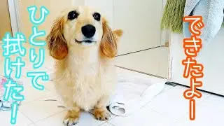 お風呂上がりに自分で体を拭く愛犬【ミニチュアダックスフンド】