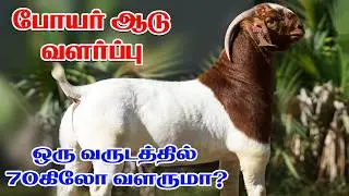 Boer Goat Farming | Boer Goat Farming in Tamil | Goat Farm | Oor Kuruvi