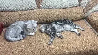 Шотландский вечер💞Кошка и 🐈 🐈‍⬛Кот