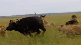 Buffalo mother leaves her calf to the lions as she runs for her life