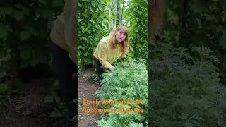 Growing Wormwood for Absinthe
