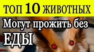 Как долго животные могут прожить без еды ТОП 10 животных