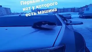 Живут же коты #cat #shorts