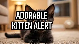 Playful black kitten steals hearts with cuteness