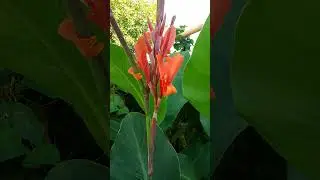 Цветы Канны