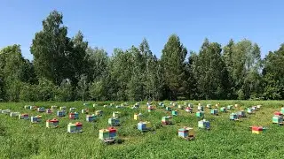 Плодные матки 2023 года. Пасека Савали