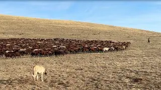 DOGS DEAL THE FINAL BLOW AGAINST EACH OTHER - DAY 2 ON THE MIGRATION ROUTE