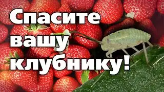 СРАЗУ ТРИ ВРЕДИТЕЛЯ НА ЗЕМЛЯНИКЕ. НАУЧИМ ОТ НИХ ИЗБАВЛЯТЬСЯ