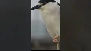 The beauty of a long lens. #shorts #shortvideo #bird