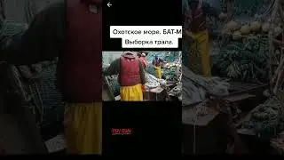 выборка трала, Охотское море