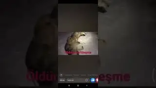 öldüren çiftleşme!!!Kurt ile kangalın çiftleşmesi