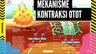 Muscle Contraction Mechanism - From Excitation to Contraction