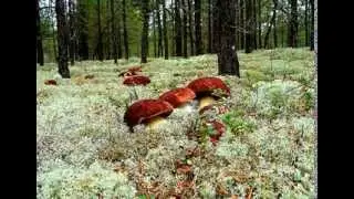 ГРИБЫ