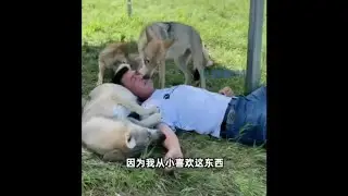 भेड़ियों ने अटैक हमला कर दिया l attacked by wolves