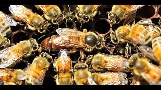 Влог ностальгия (пчелиная матка)