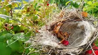 Гнездо/птенцы улетели😊👏слава Богу, их не съели