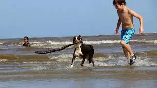 Smart Dog Training / how to train your dog /  dog training