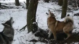 Работа лаек по белке