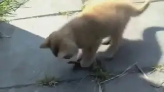 Funny Cats   Best Funny Cat Videos Compilation  5 Minutes