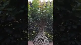 Чудо ваза!