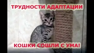 Городские котики в деревне!